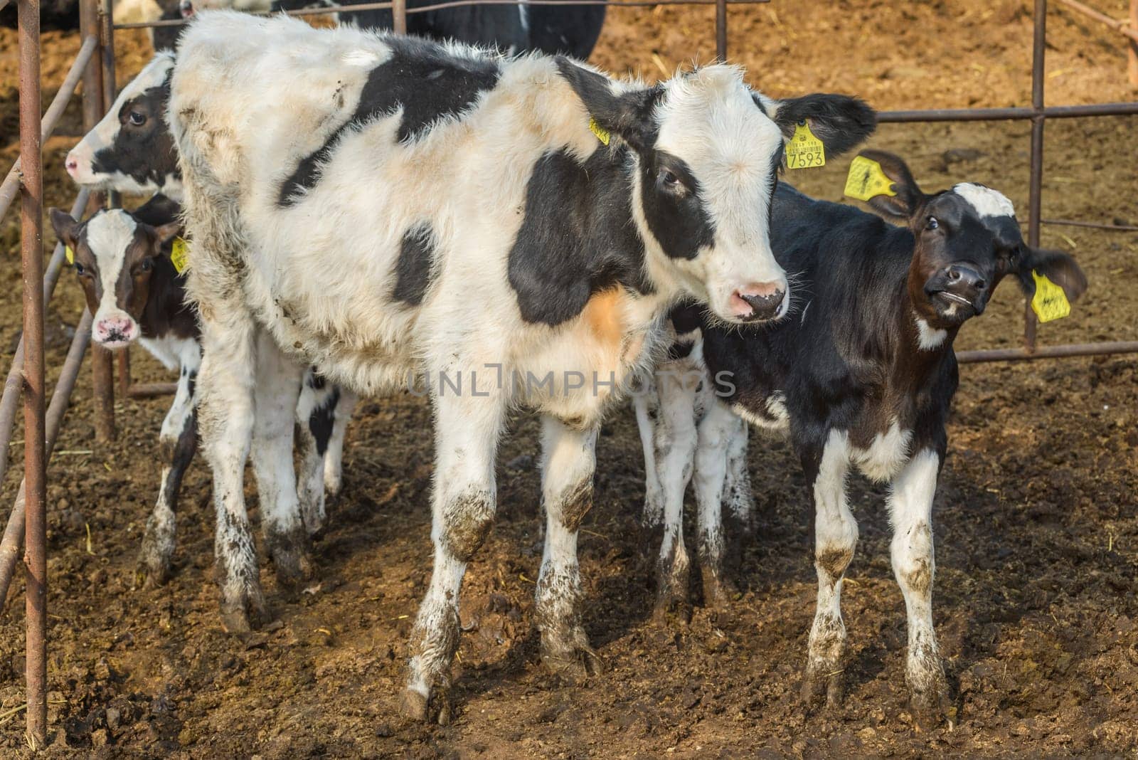 agriculture industry, farming and animal husbandry concept - herd of cows eating hay in cowshed on dairy farm by emirkoo