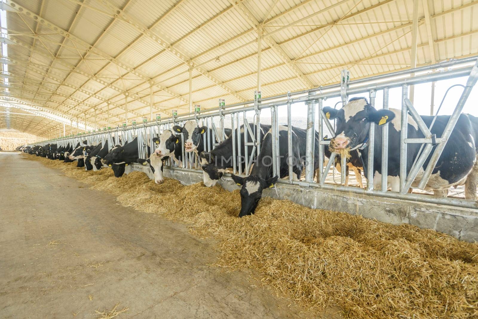 agriculture industry, farming and animal husbandry concept - herd of cows eating hay in cowshed on dairy farm by emirkoo