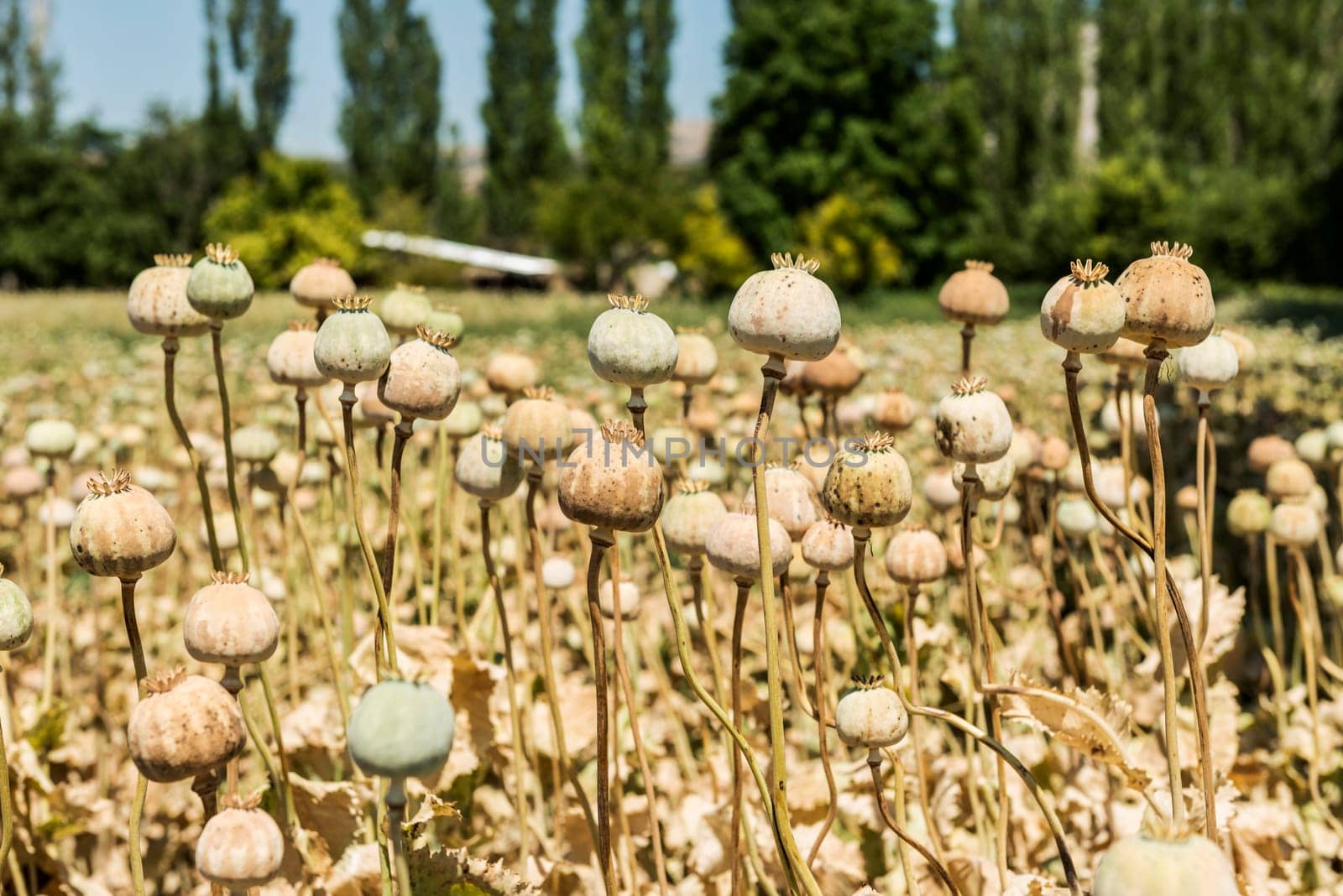 Opium poppies, They are watching you.