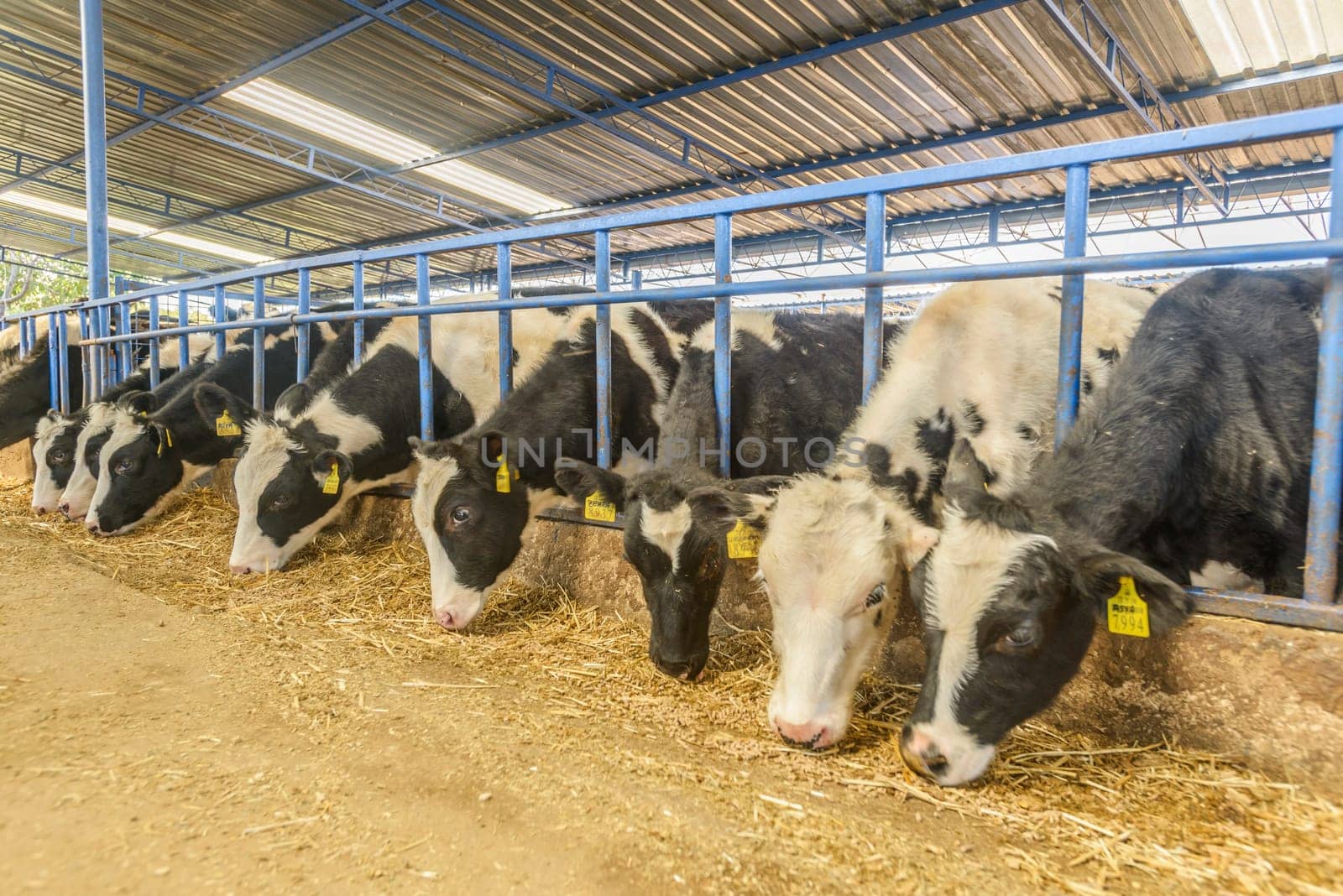 agriculture industry, farming and animal husbandry concept - herd of cows eating hay in cowshed on dairy farm by emirkoo