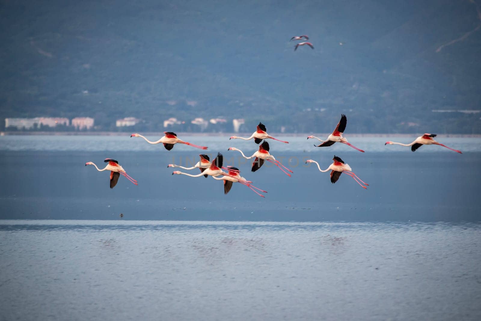 Birds Pink Flamingos Walk on the salt blue Lake in izmir by emirkoo