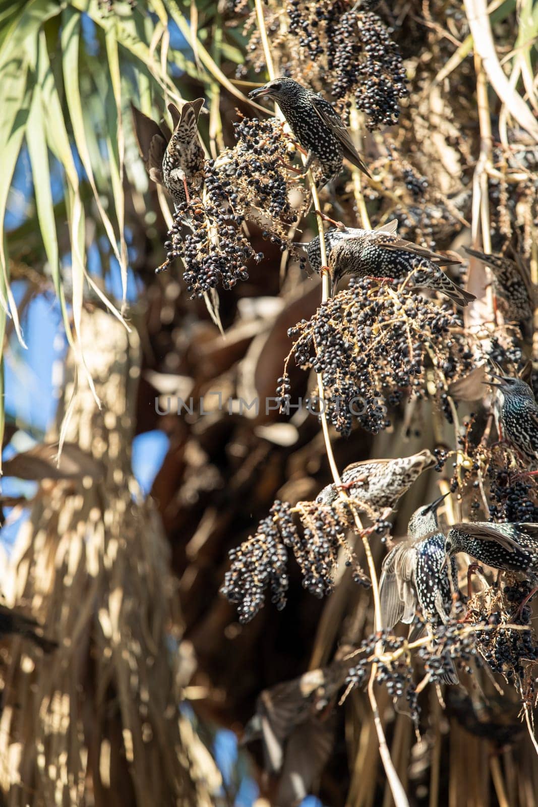 Beautiful large flock of starlings. by emirkoo