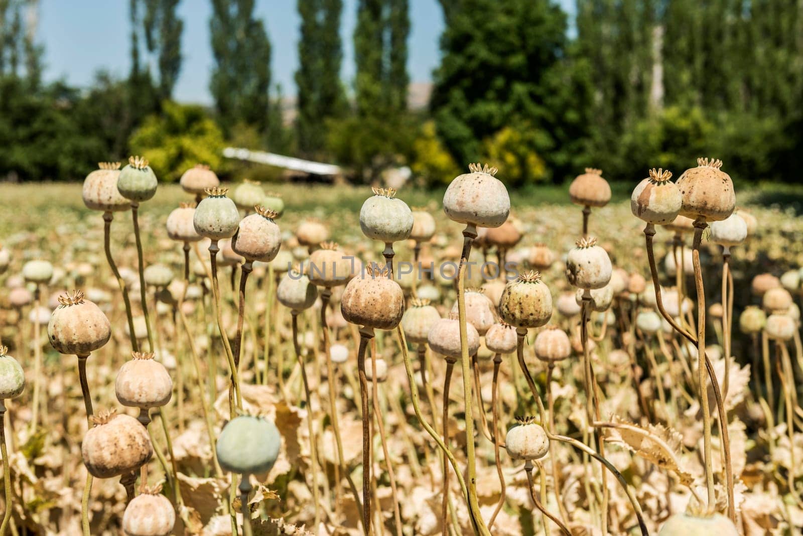 Opium poppies by emirkoo