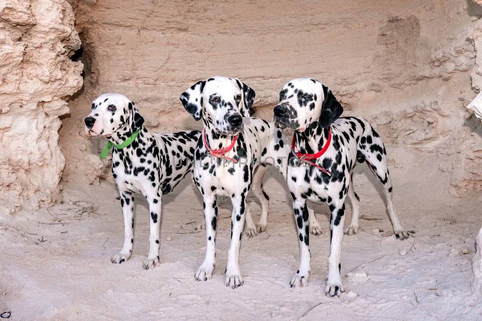 Portrait of three beautiful young Dalmatian dogs standing in a cave by Matiunina