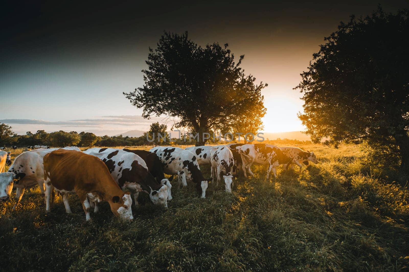 Herd of cows grazing at summer green field. High quality photo