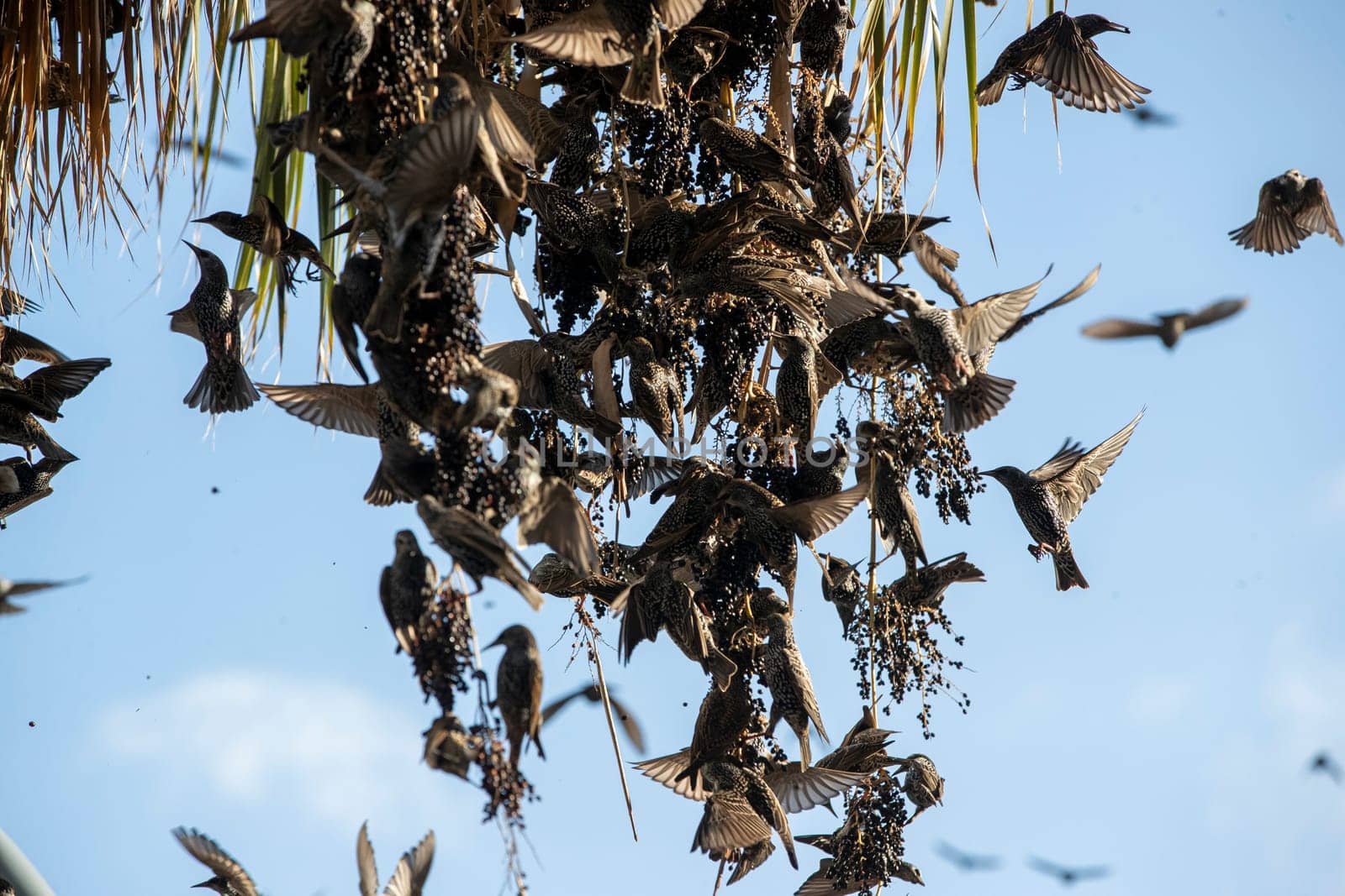 Beautiful large flock of starlings. High quality photo