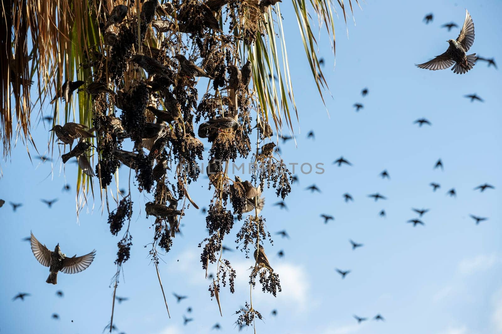 Beautiful large flock of starlings. by emirkoo