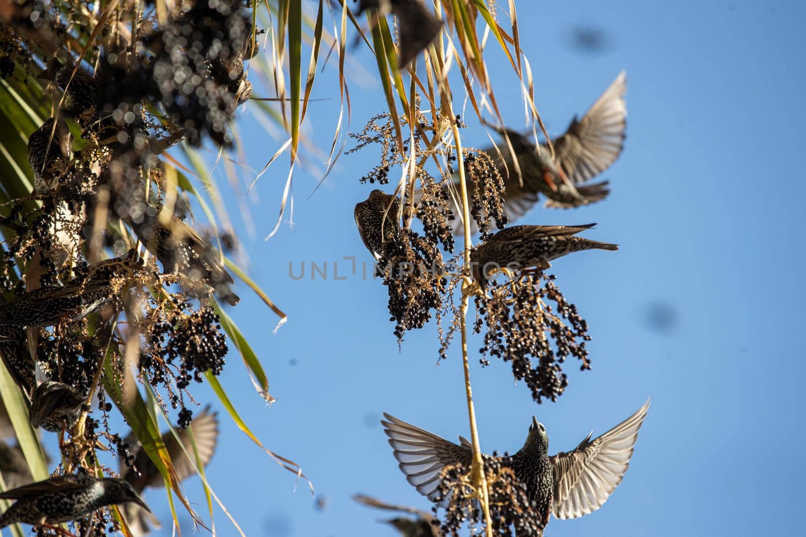 Beautiful large flock of starlings. High quality photo
