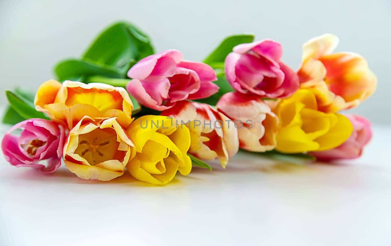 Flowers tulips on a white background. Selective focus. Nature.