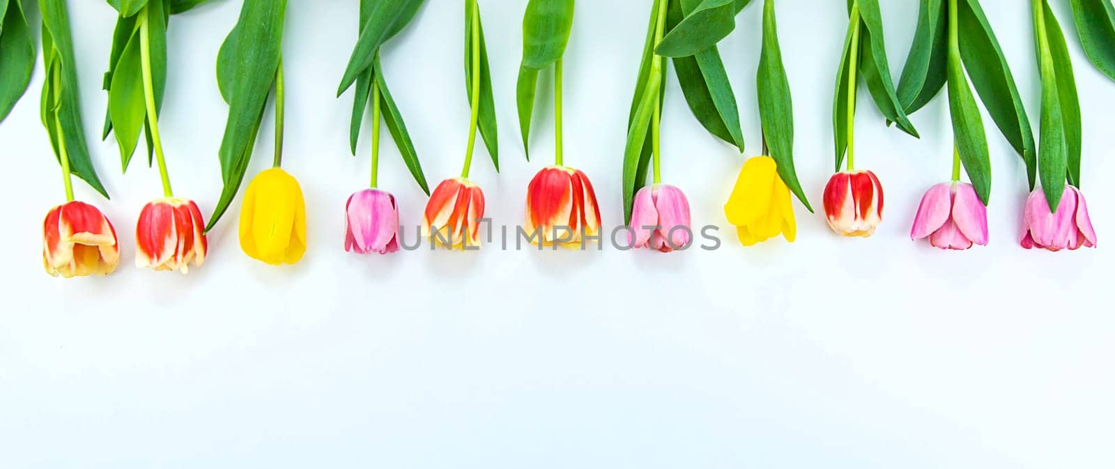 Flowers tulips on a white background. Selective focus. Nature.