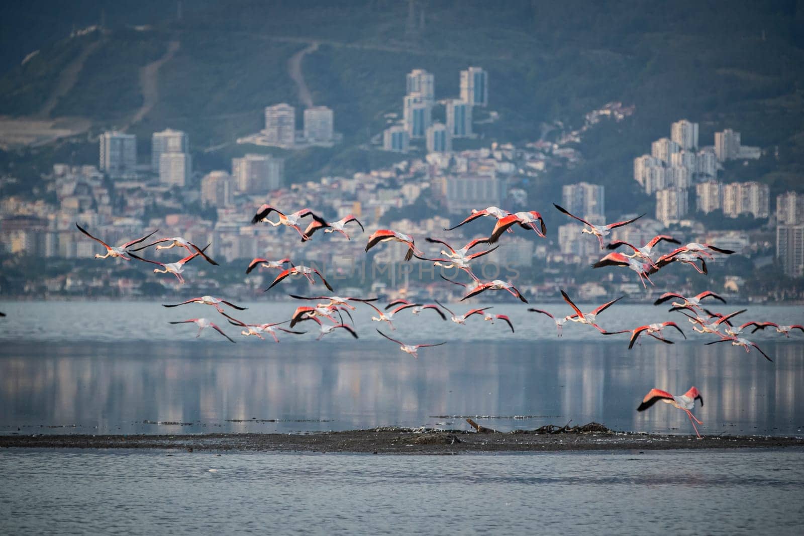 Birds Pink Flamingos Walk on the salt blue Lake in izmir by emirkoo