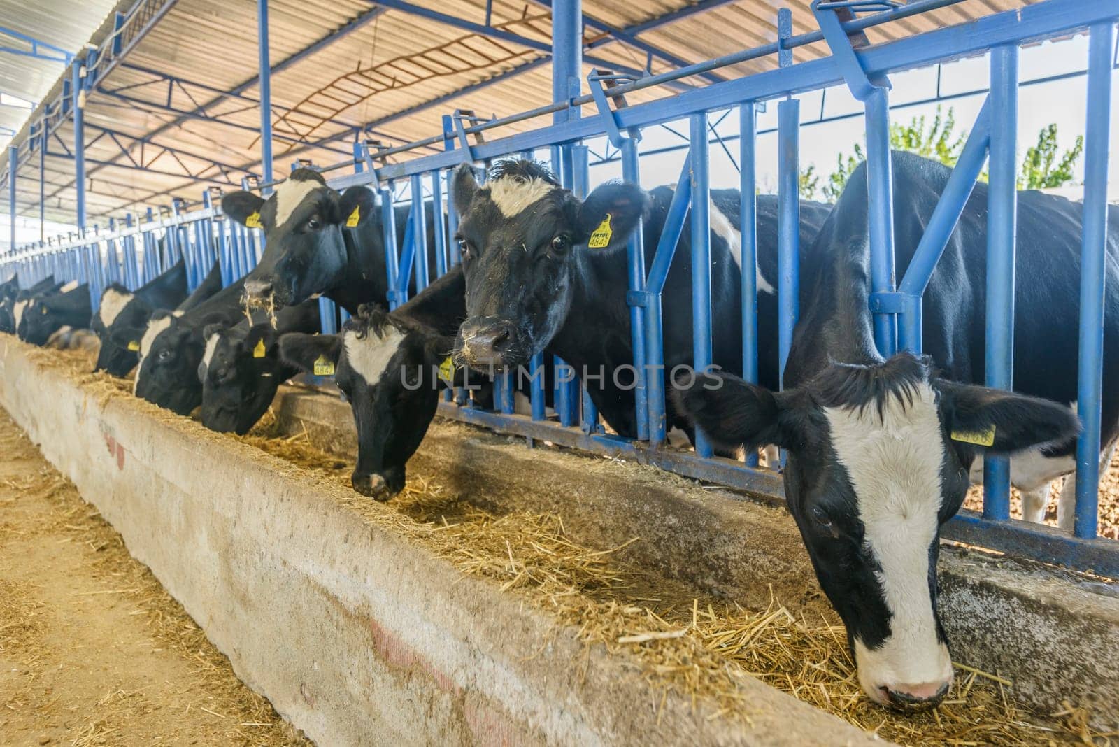 agriculture industry, farming and animal husbandry concept - herd of cows eating hay in cowshed on dairy farm by emirkoo