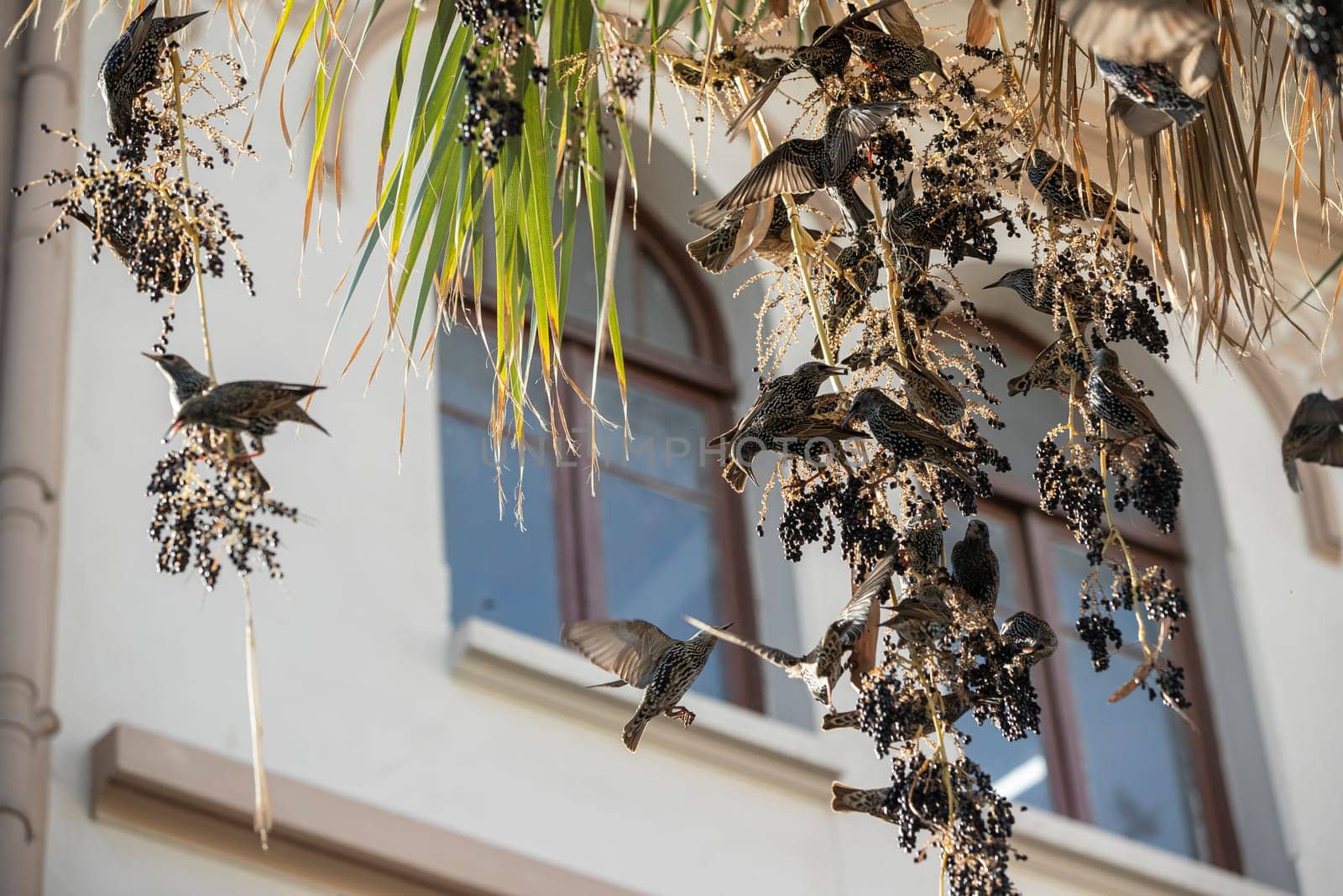 Beautiful large flock of starlings. by emirkoo