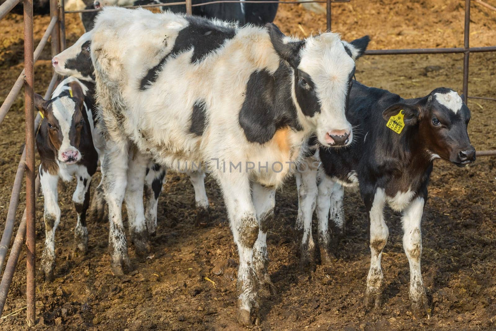 agriculture industry, farming and animal husbandry concept - herd of cows eating hay in cowshed on dairy farm by emirkoo