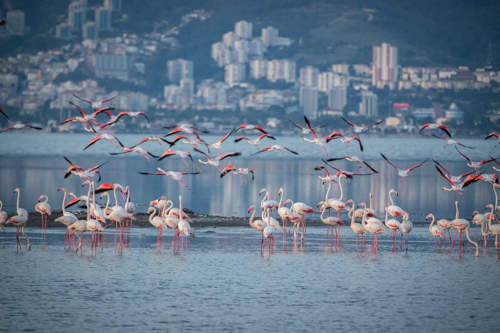 Birds Pink Flamingos Walk on the salt blue Lake in izmir by emirkoo