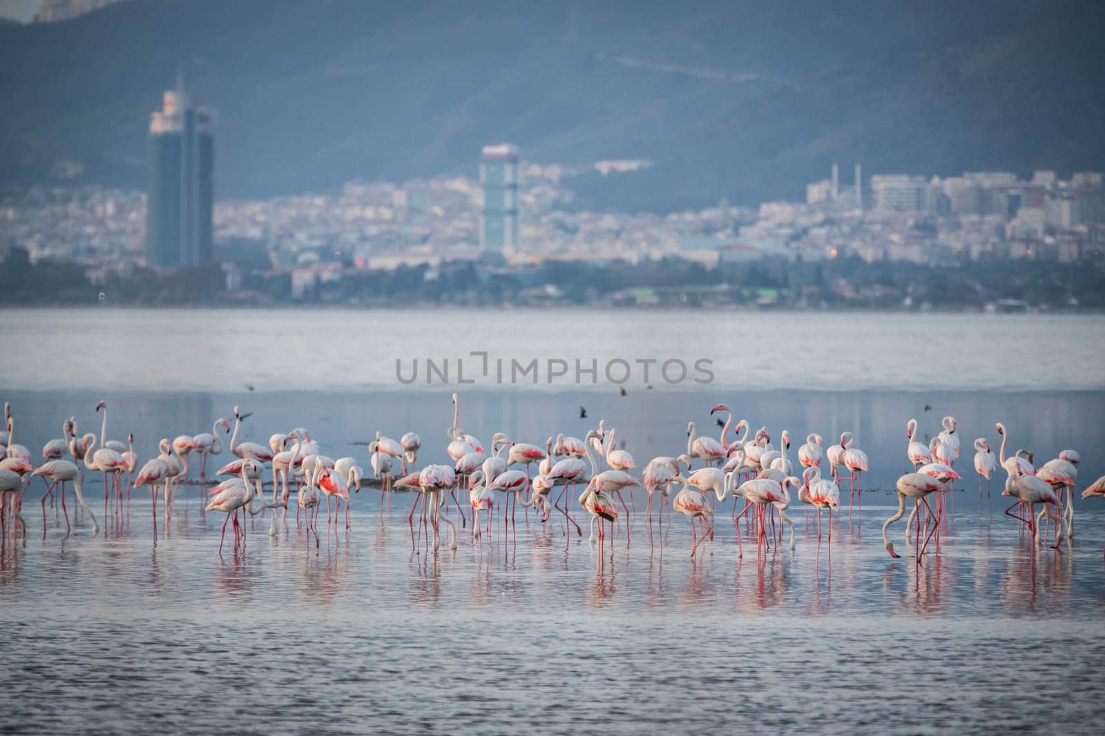 Birds Pink Flamingos Walk on the salt blue Lake in izmir. High quality photo