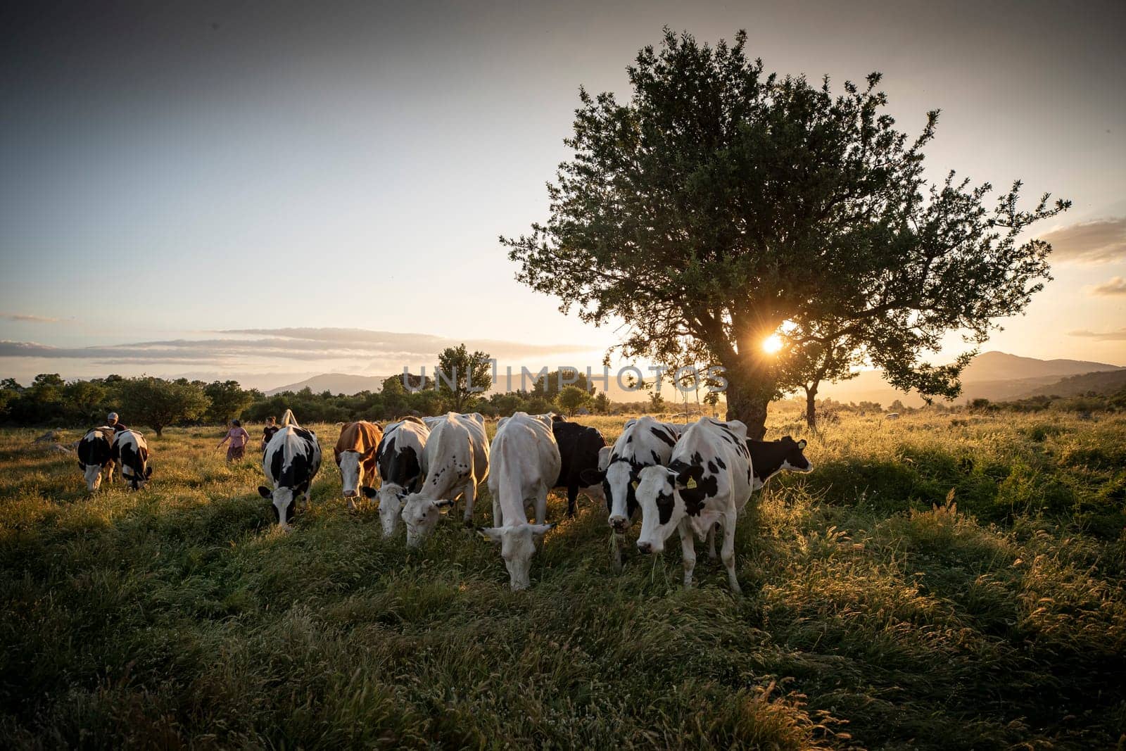 Herd of cows grazing at summer green field by emirkoo