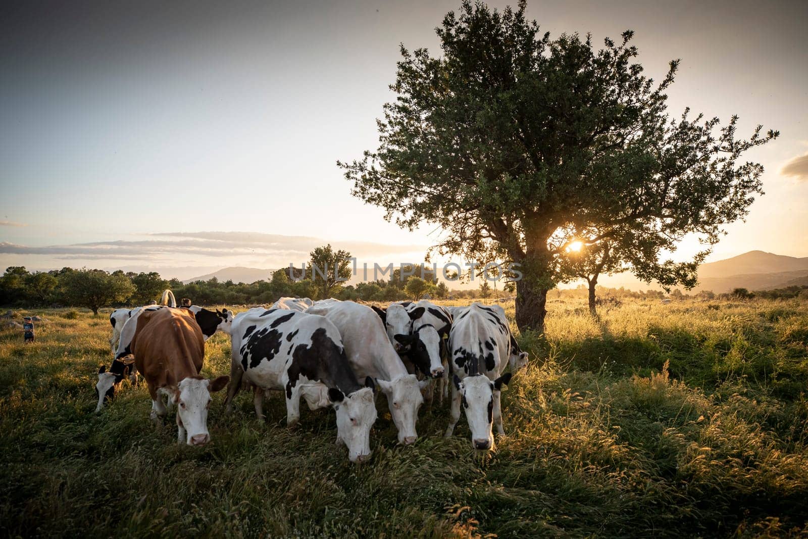 Herd of cows grazing at summer green field. High quality photo