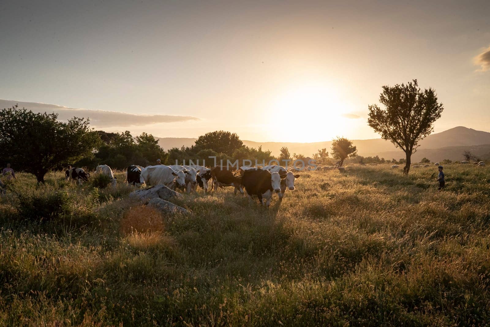 Herd of cows grazing at summer green field. High quality photo