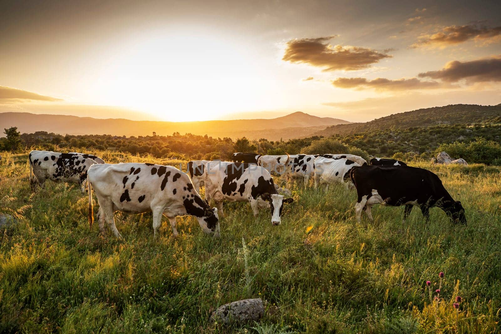 Herd of cows grazing at summer green field. High quality photo