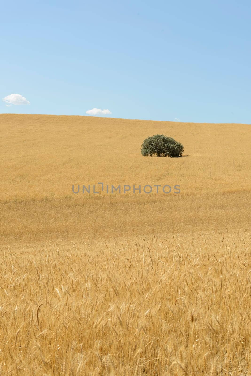 Wheat flied panorama with tree at sunset, rural countryside - Agriculture by emirkoo