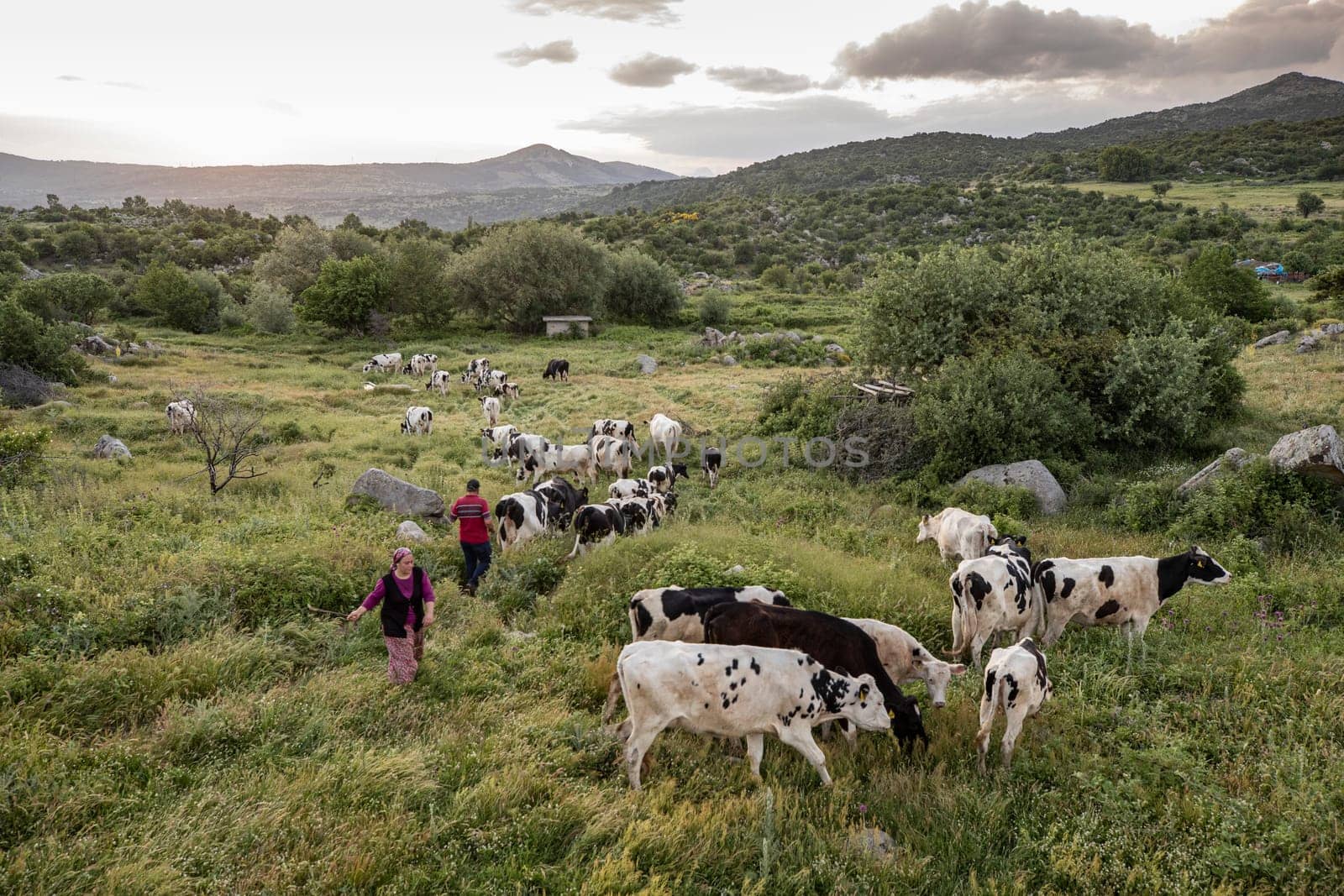 Herd of cows grazing at summer green field by emirkoo