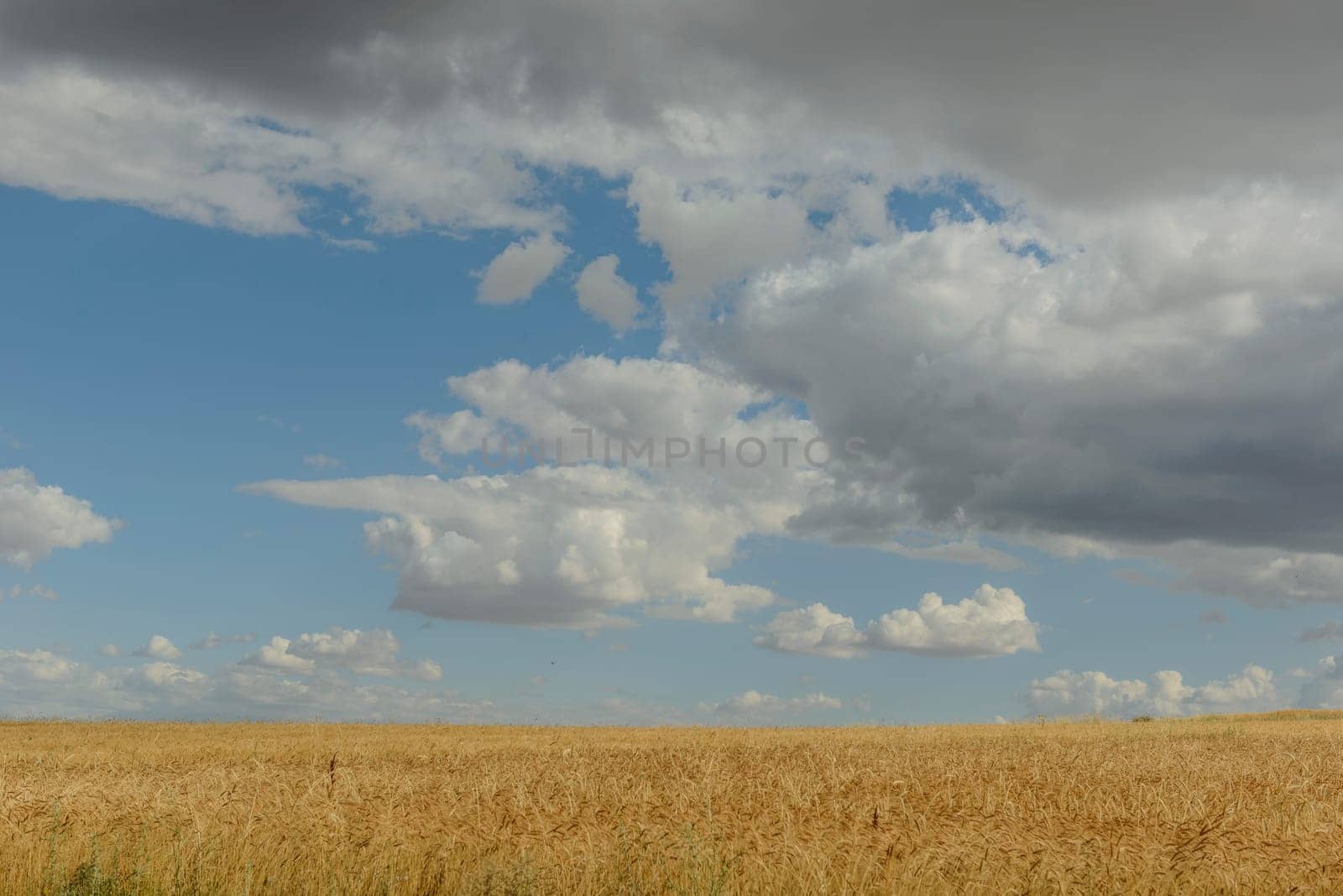 Wheat flied panorama with tree at sunset, rural countryside - Agriculture by emirkoo