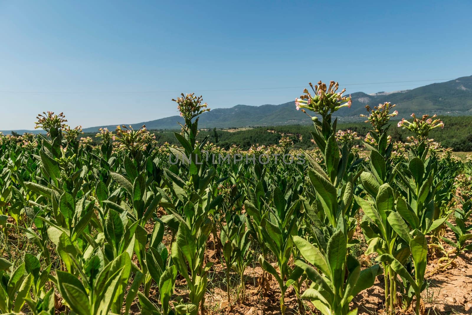 Tobacco big leaf crops growing in tobacco plantation field.