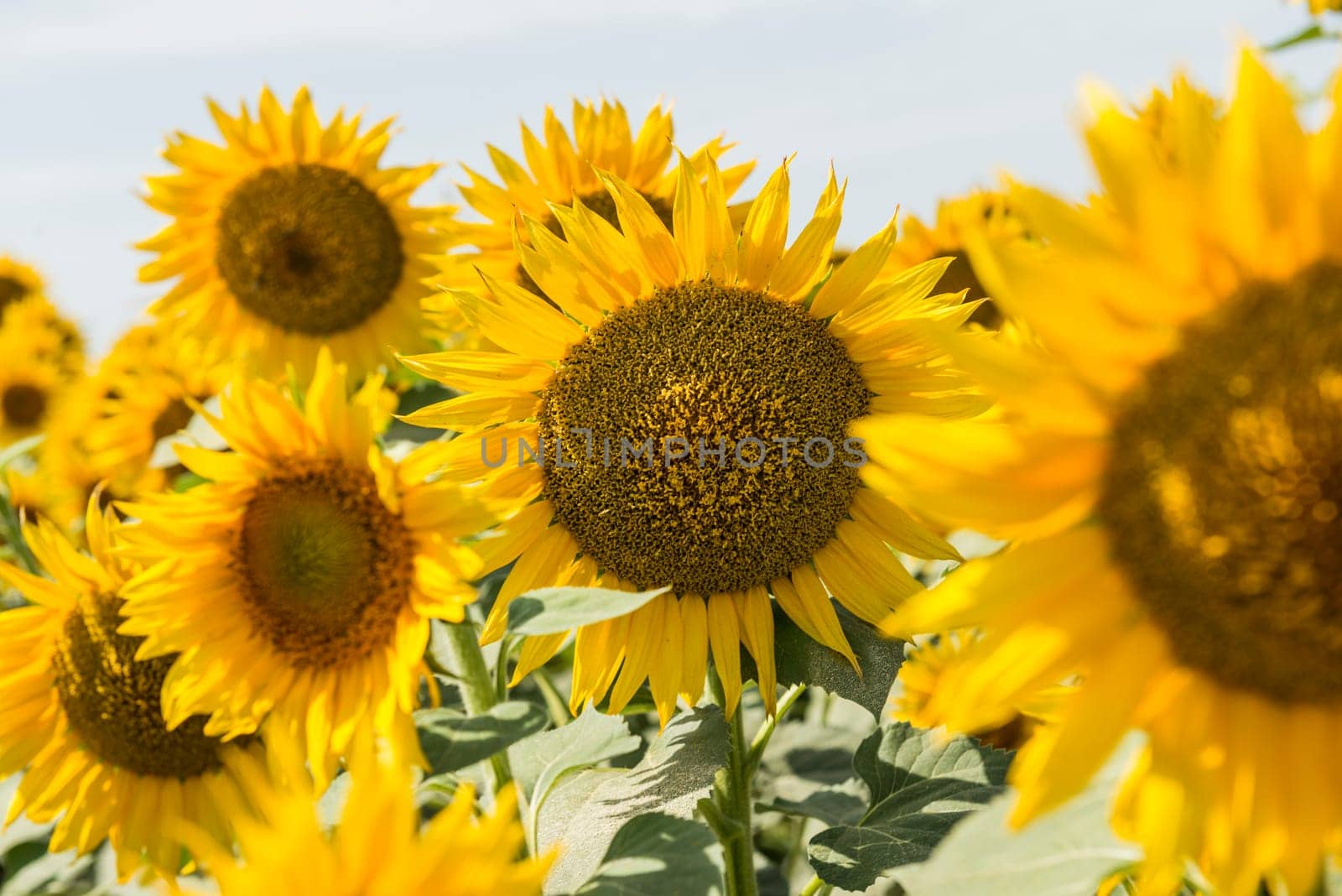 field of blooming sunflowers on a background sunset