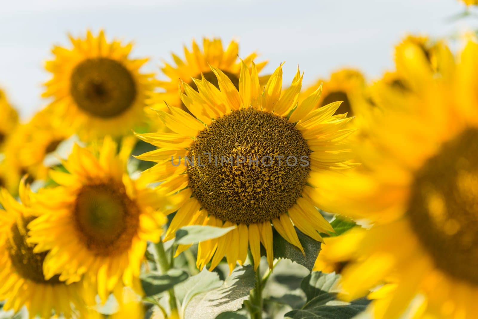 Sunflower field by emirkoo