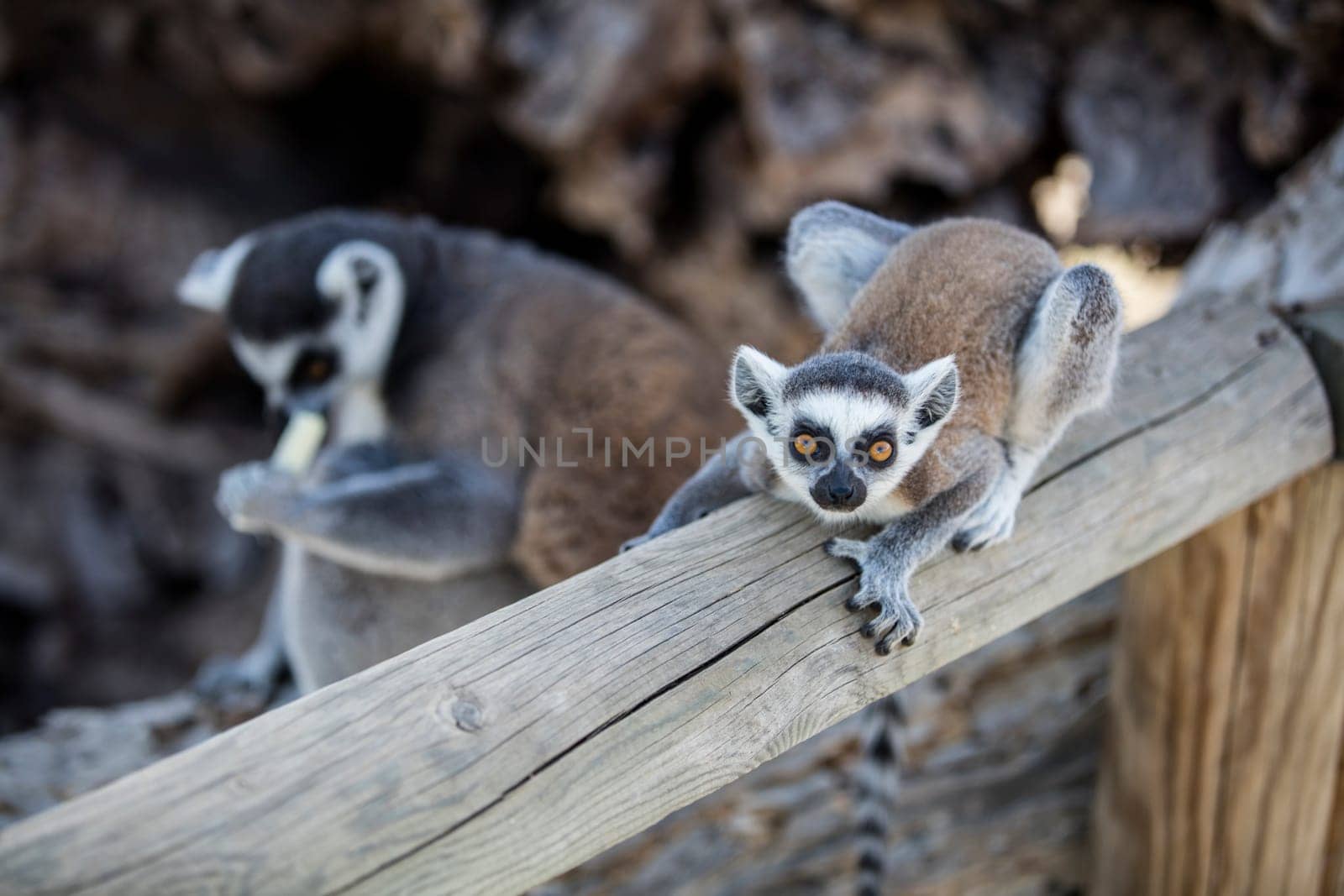 The ring-tailed lemur (Lemur catta) by emirkoo