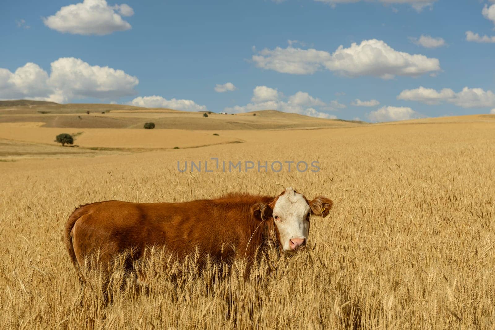 Wheat flied panorama with tree at sunset, rural countryside - Agriculture. High quality photo