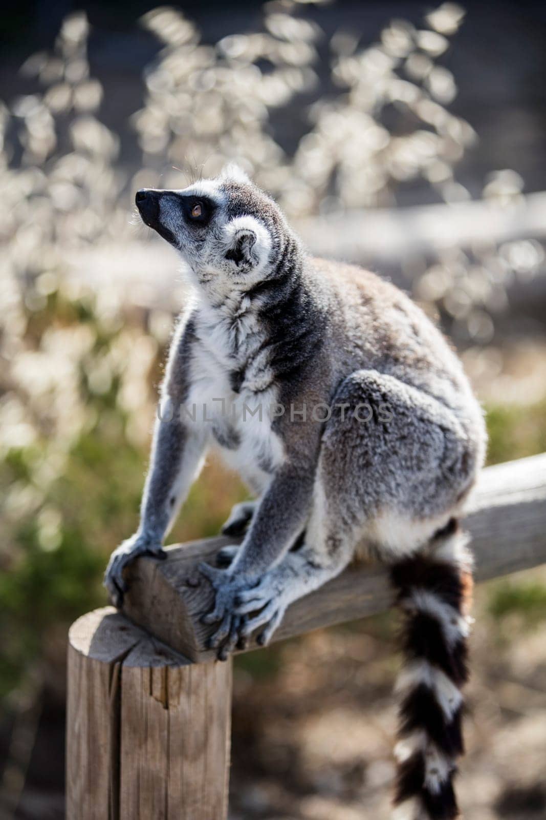 The ring-tailed lemur (Lemur catta). High quality photo