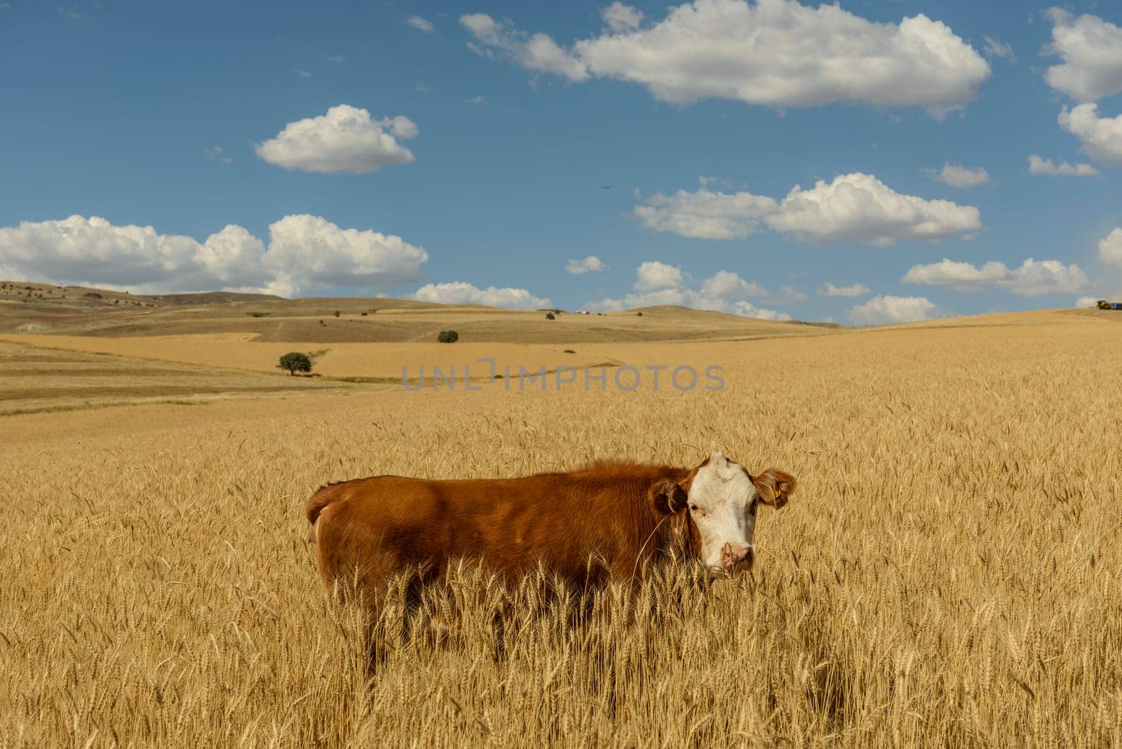 Wheat flied panorama with tree at sunset, rural countryside - Agriculture by emirkoo