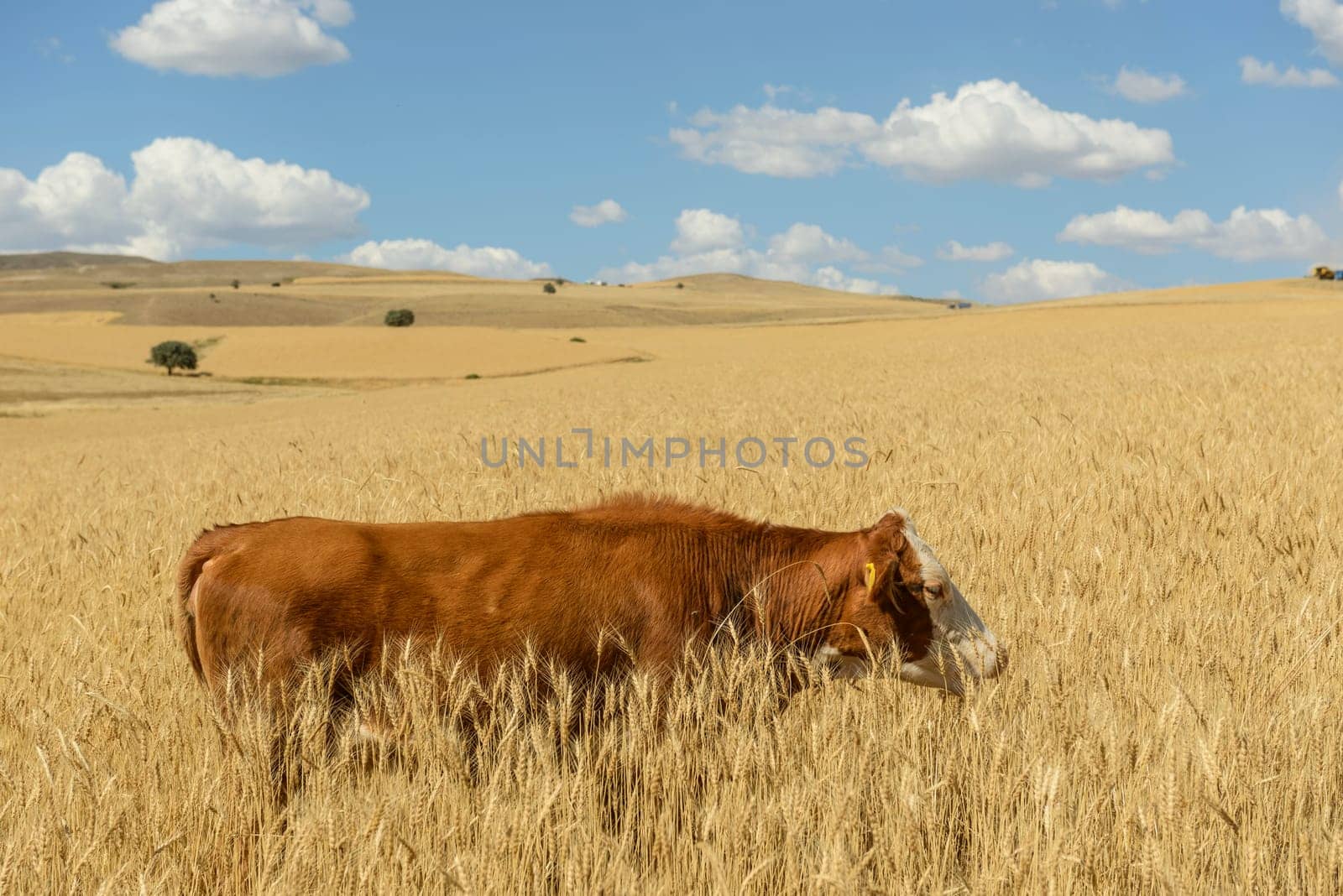 Wheat flied panorama with tree at sunset, rural countryside - Agriculture by emirkoo