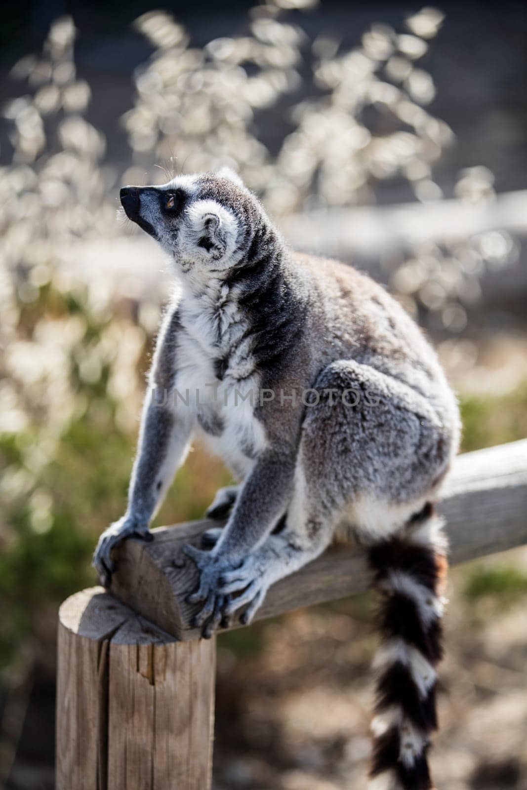 The ring-tailed lemur (Lemur catta). High quality photo