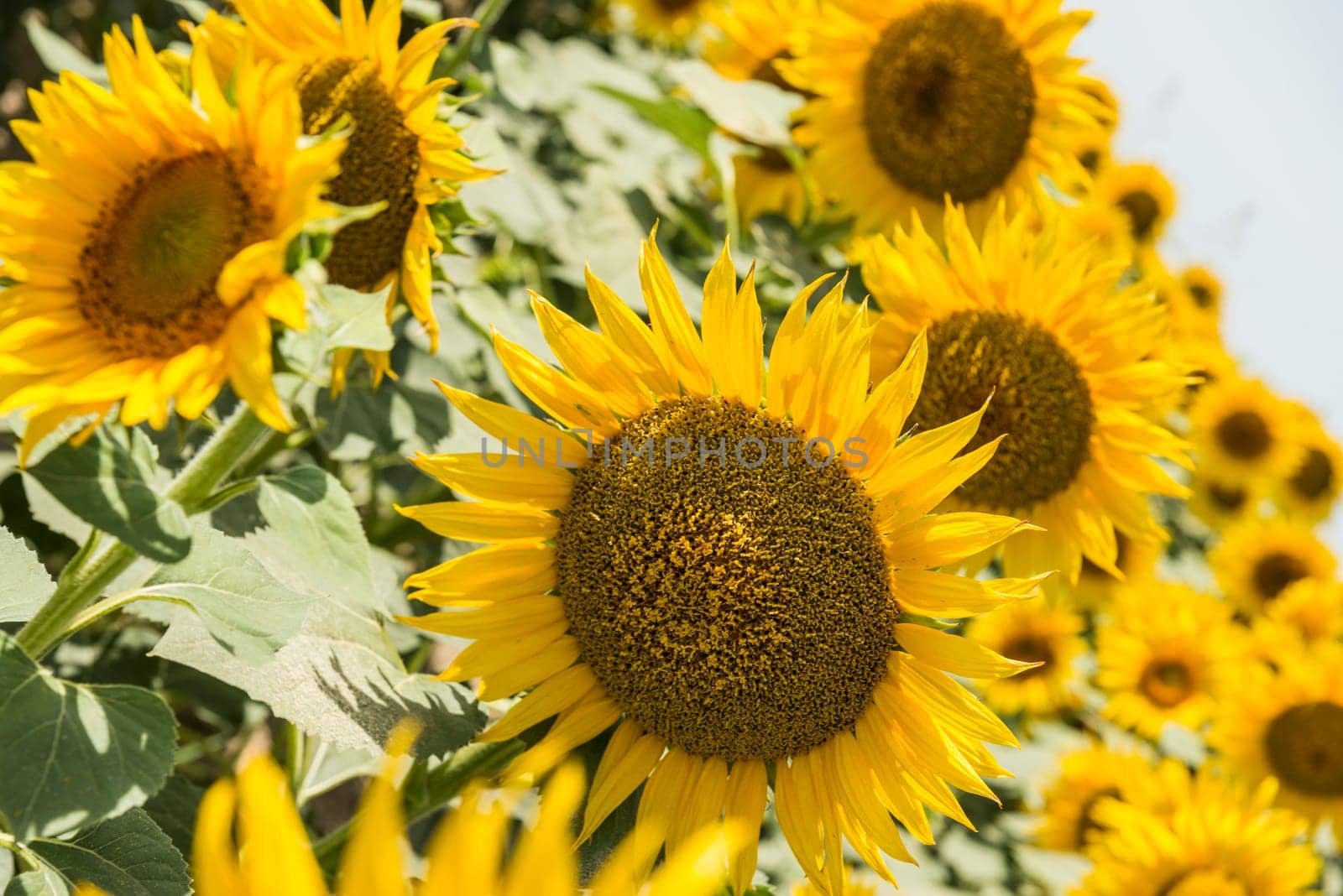 field of blooming sunflowers on a background sunset