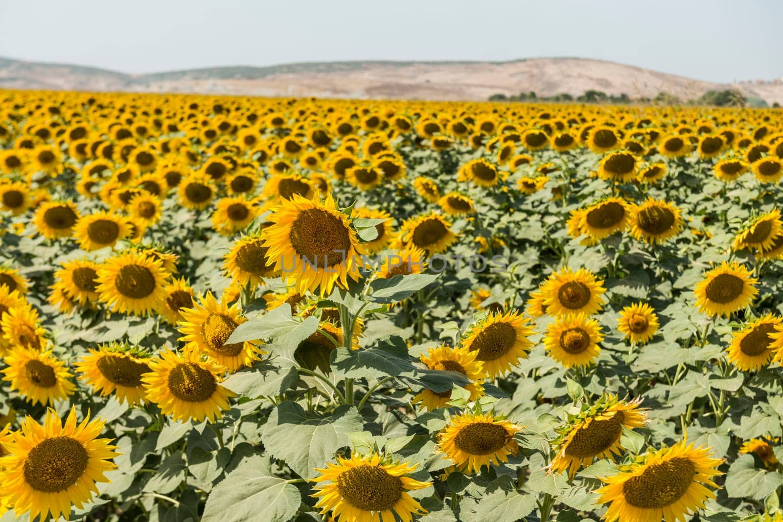 field of blooming sunflowers on a background sunset