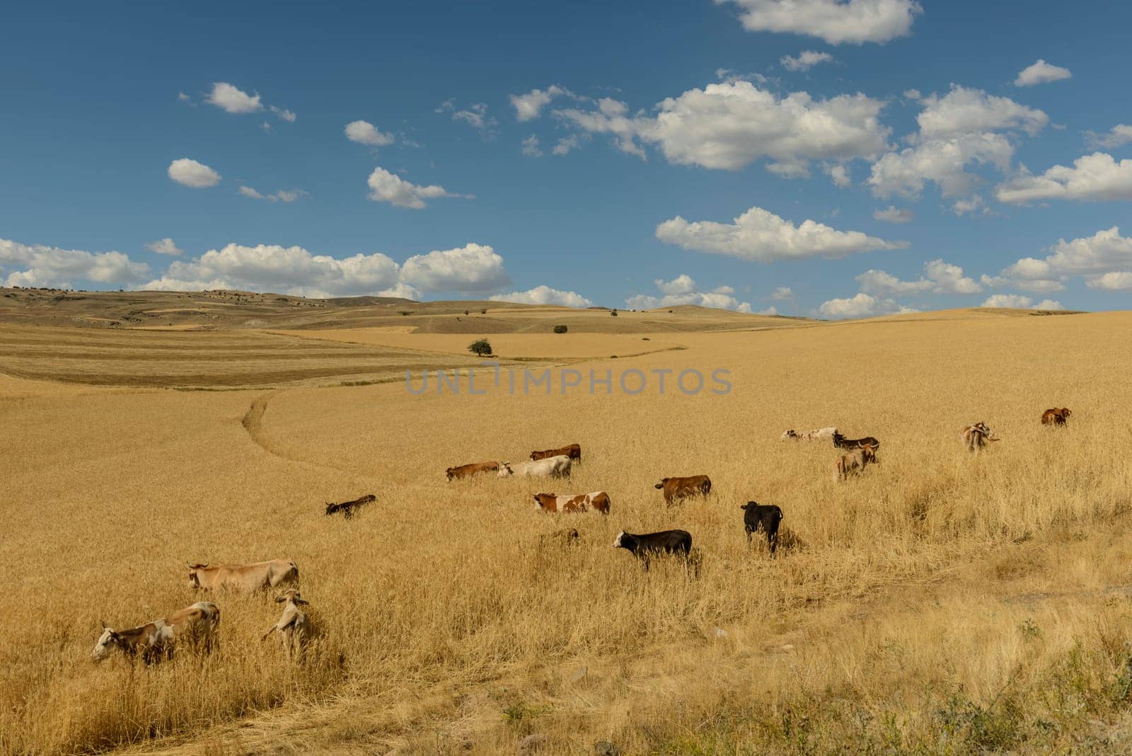 Wheat flied panorama with tree at sunset, rural countryside - Agriculture. High quality photo