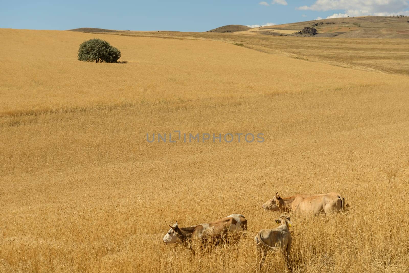 Wheat flied panorama with tree at sunset, rural countryside - Agriculture by emirkoo