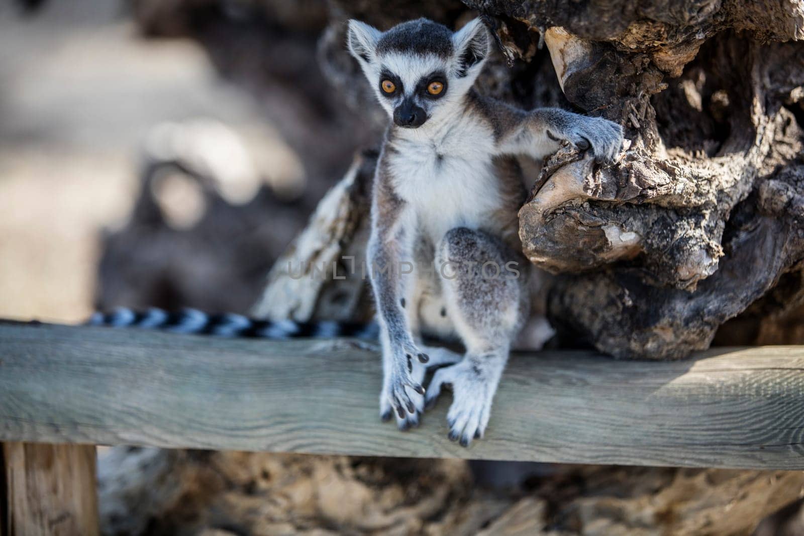 The ring-tailed lemur (Lemur catta) by emirkoo