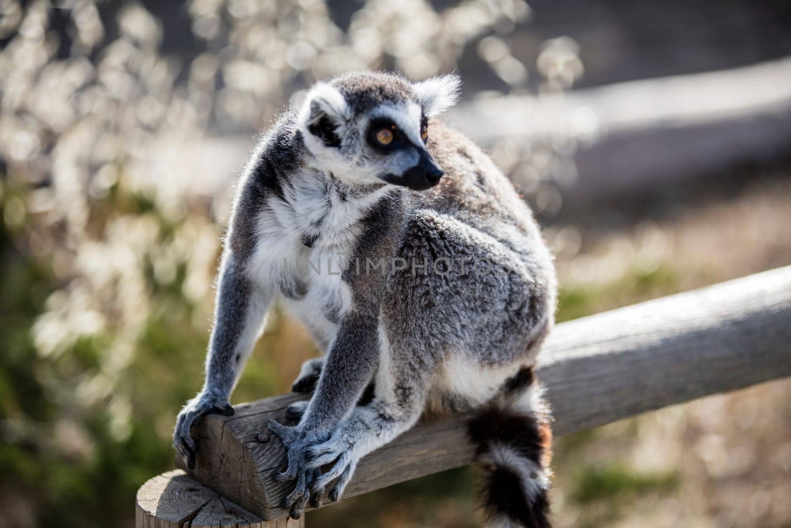 The ring-tailed lemur (Lemur catta) by emirkoo