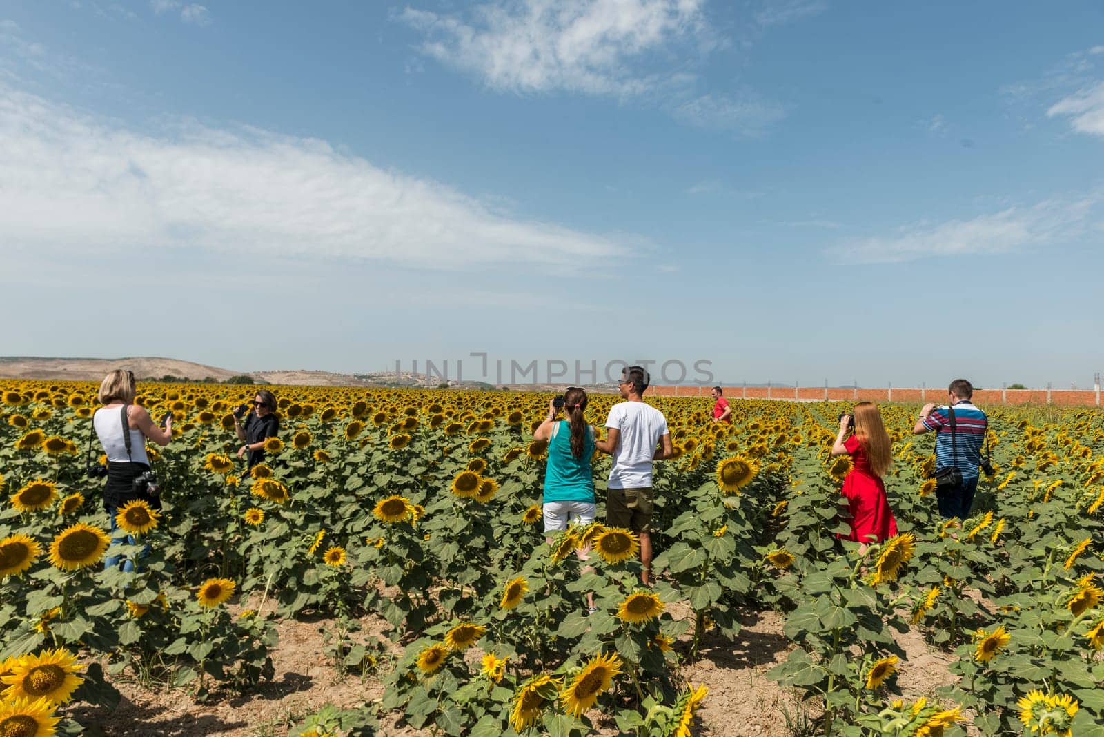 field of blooming sunflowers on a background sunset