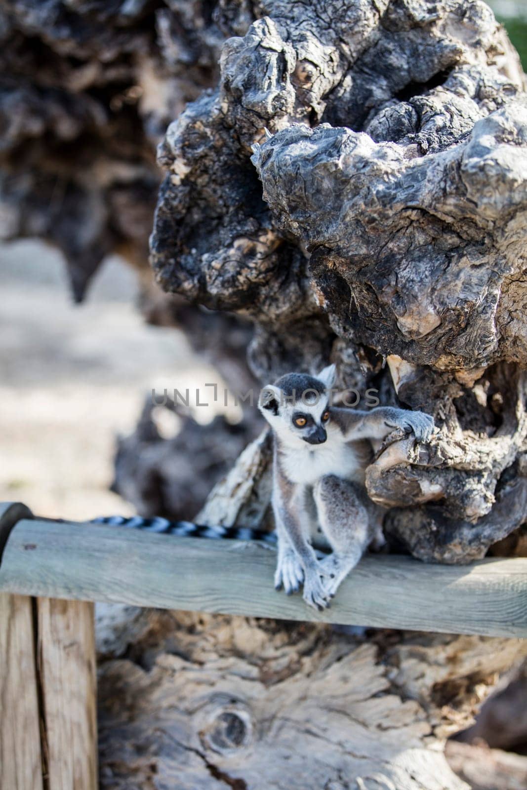 The ring-tailed lemur (Lemur catta). High quality photo