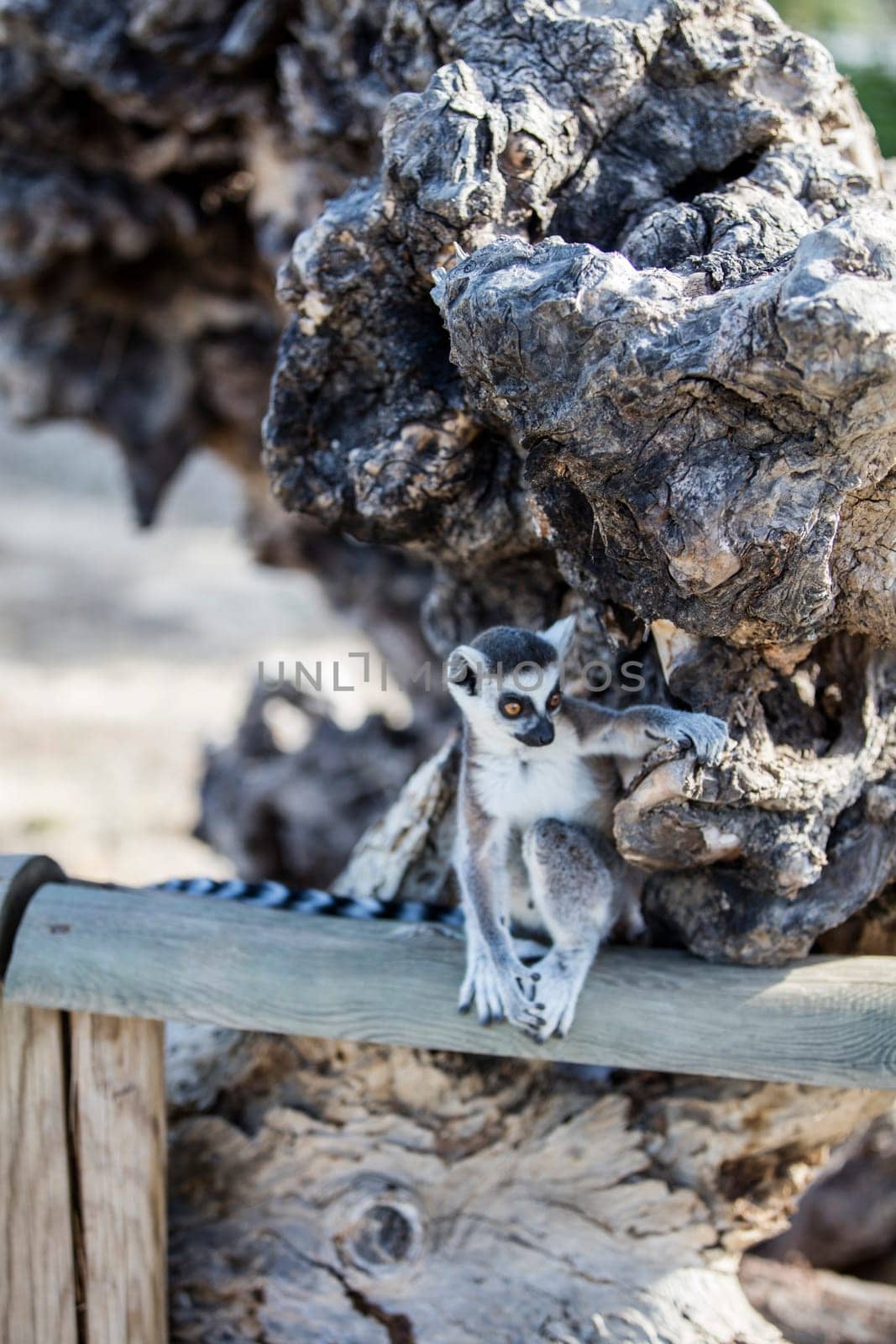 The ring-tailed lemur (Lemur catta). High quality photo