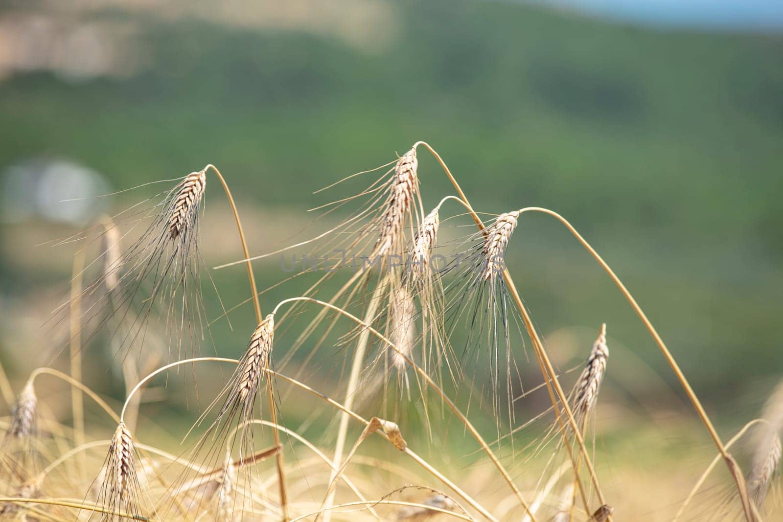 Wheat flied panorama with tree at sunset, rural countryside - Agriculture. High quality photo