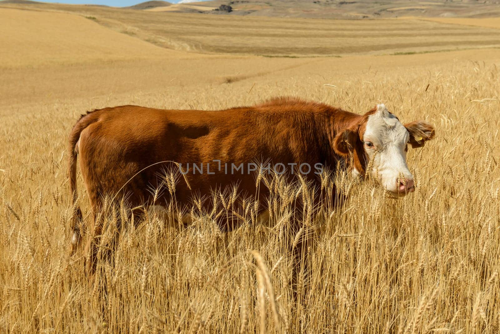 Wheat flied panorama with tree at sunset, rural countryside - Agriculture. High quality photo