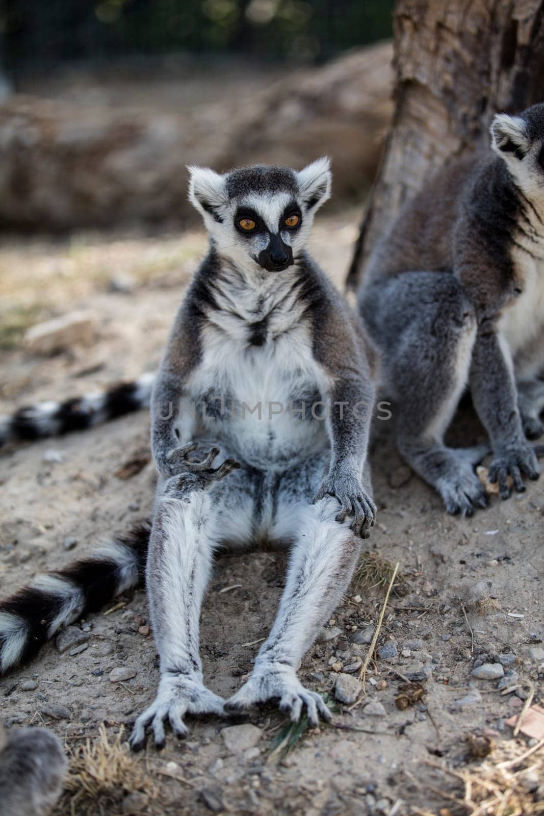 The ring-tailed lemur (Lemur catta) by emirkoo