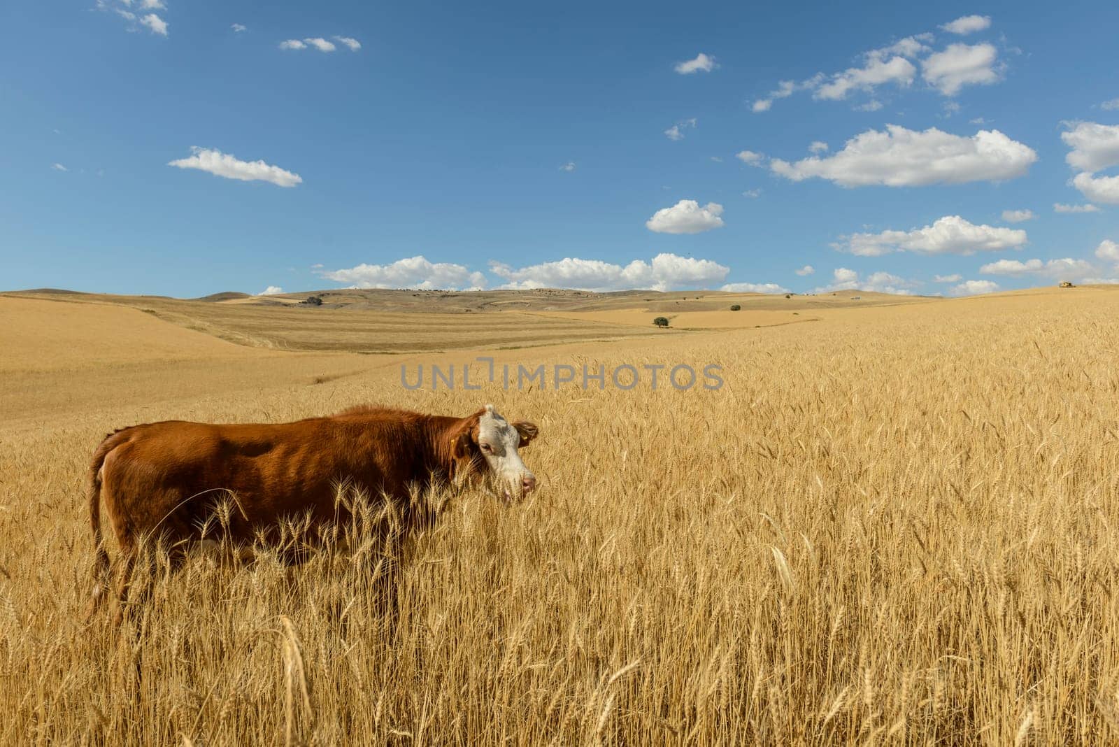 Wheat flied panorama with tree at sunset, rural countryside - Agriculture. High quality photo