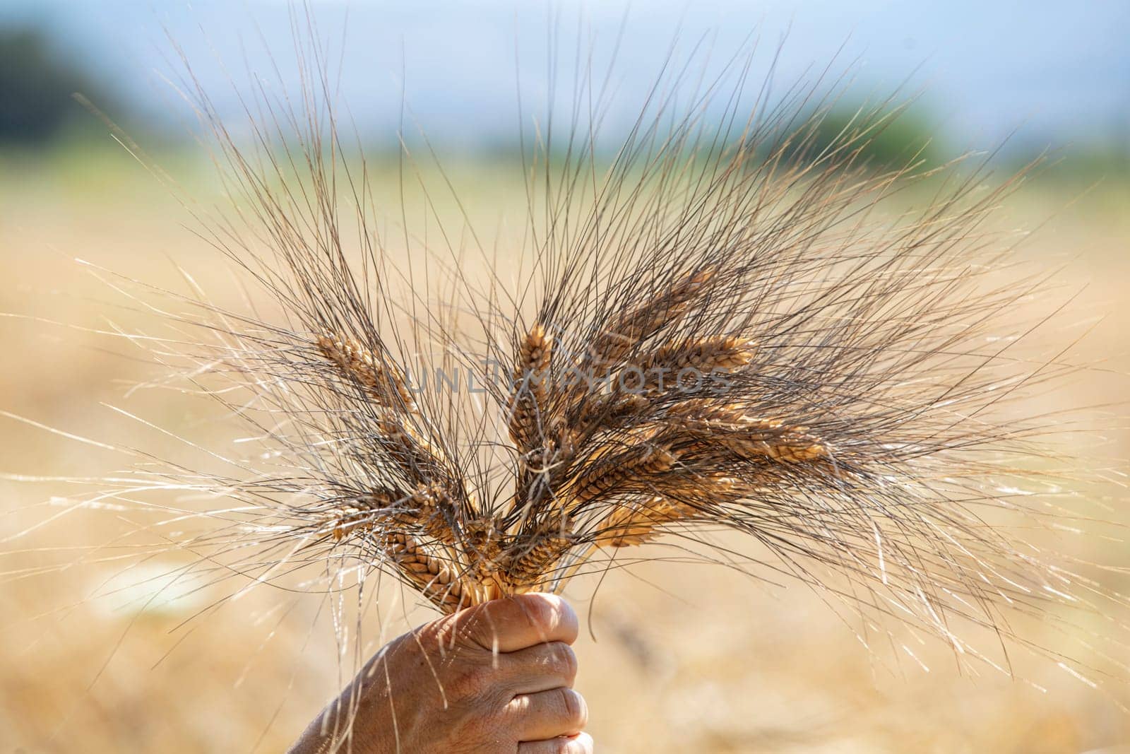 Wheat flied panorama with tree at sunset, rural countryside - Agriculture. High quality photo